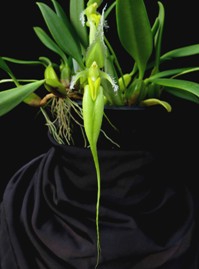 Bulbophyllum fascinator fma. aureum Green Dragon HCC/AOS 78 pts.